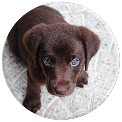 Forbedre gås Amazon Jungle Labrador Welpe PopSockets PopGrip: Ausziehbarer Sockel und Griff für  Handys/Tablets mit Tauschbarem Top | CJ Grips Original PopSockets