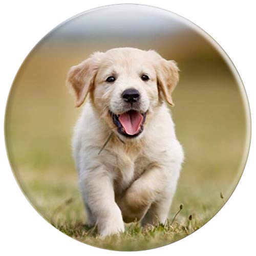 undulate zone letvægt Golden Retriever Welpe PopSockets mit austauschbarem PopGrip | CJ Grips  Original PopSockets